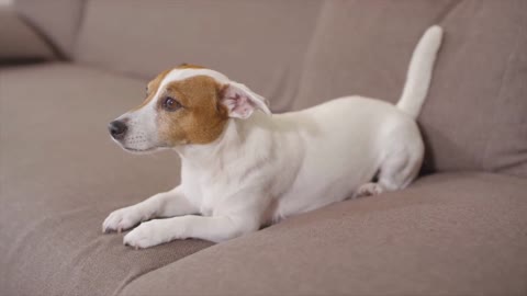 Cute Playing and fighting dog's