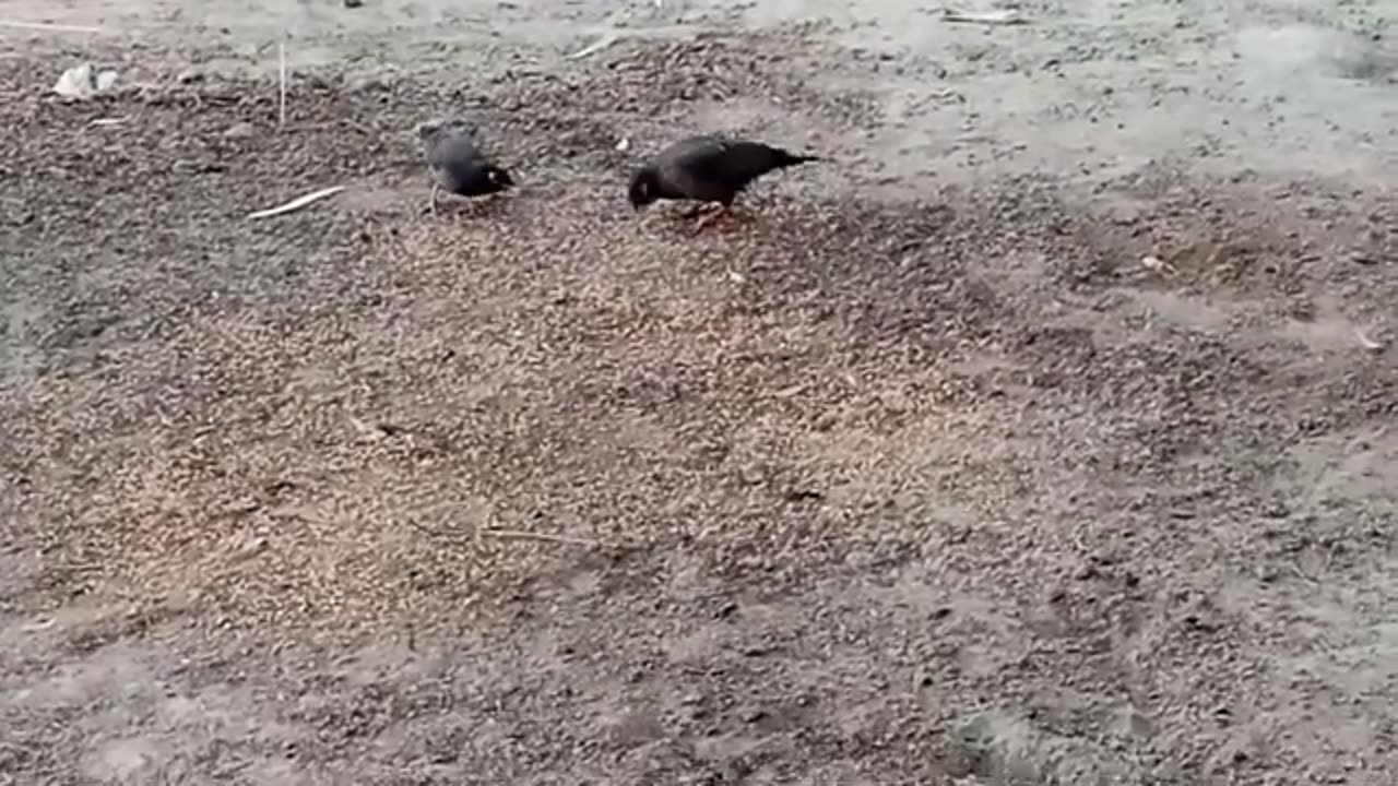 Myna Birds _ Myna eating Grain _ Mania Ki Awaz