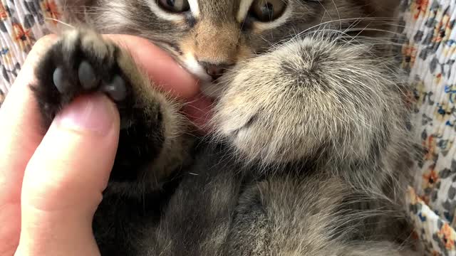 funny cat enjoy massage