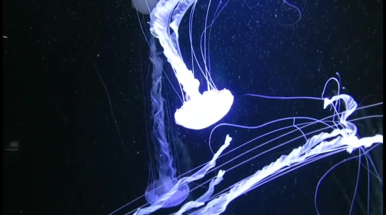 Jellyfish: Most Beautiful Jellyfish in the sea