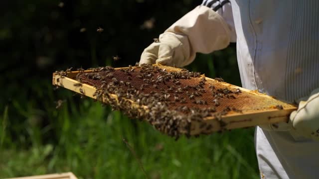 The way to get honey out of bees.