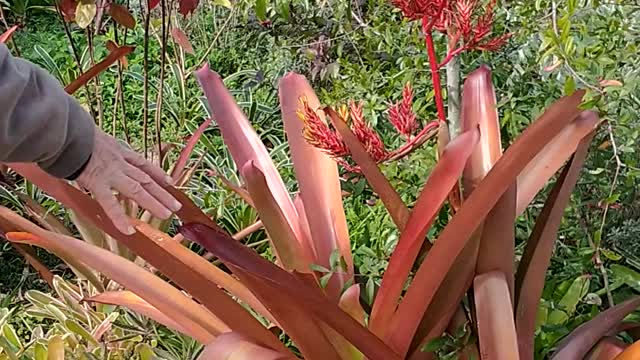 Advanced Bromeliads 27