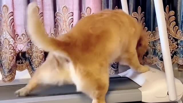 Golden Retriever enjoying exercising on treadmill