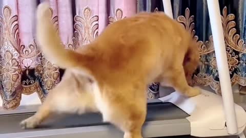 Golden Retriever enjoying exercising on treadmill