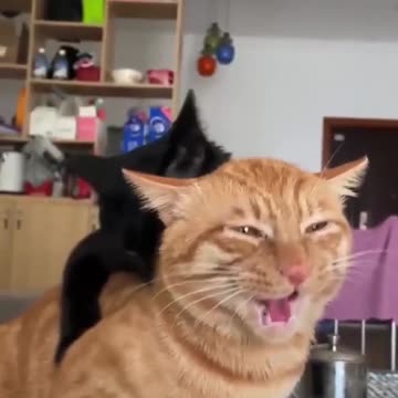 Cat enjoying with its friend