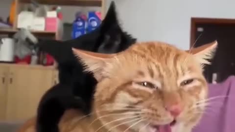 Cat enjoying with its friend