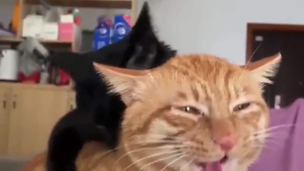 Cat enjoying with its friend