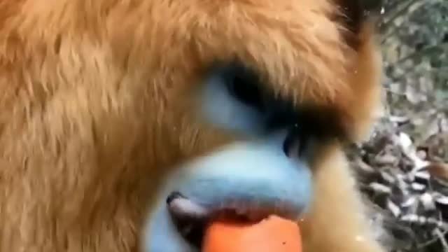 Monkey Snacking on a Carrot