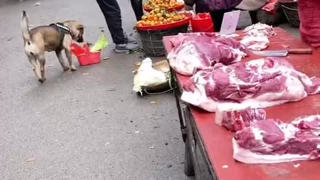 Dogs buy vegetables