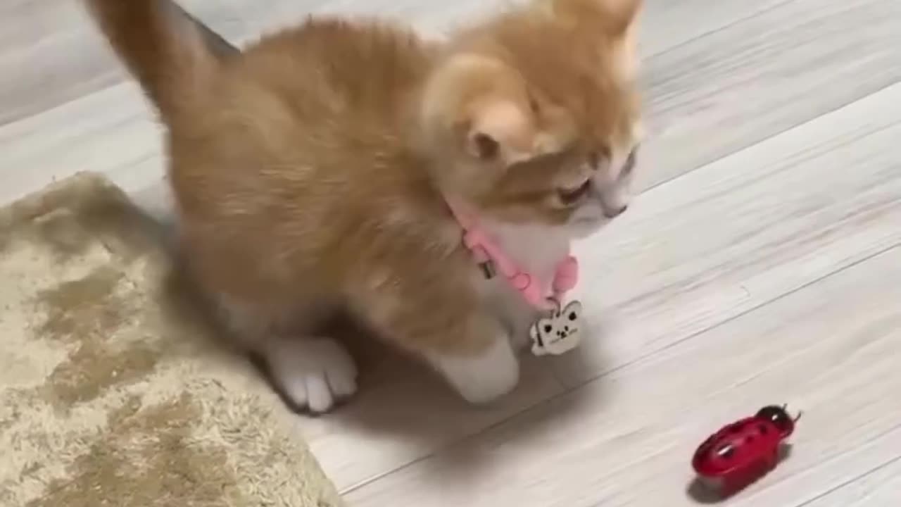 Cats babies playing time