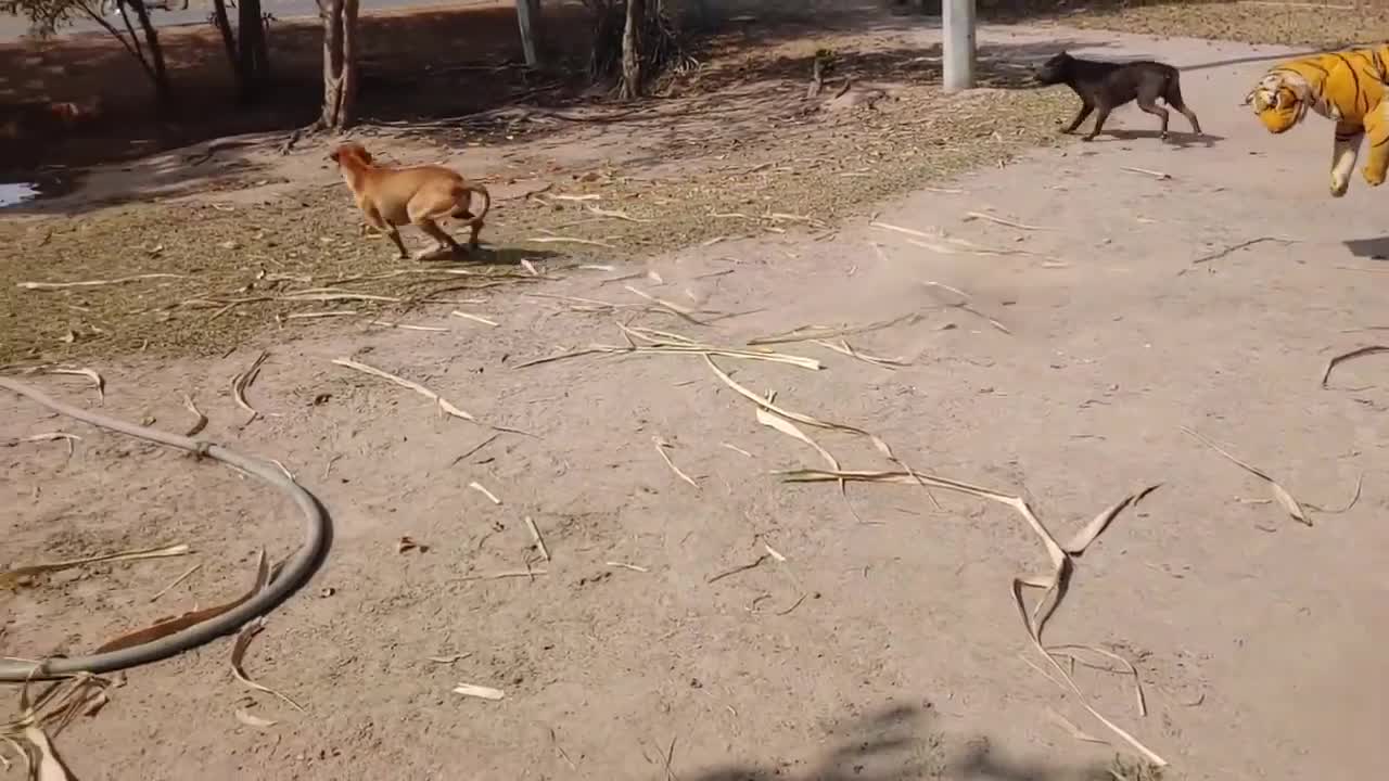 Fake Tiger Makes A Dog Barks Continuously