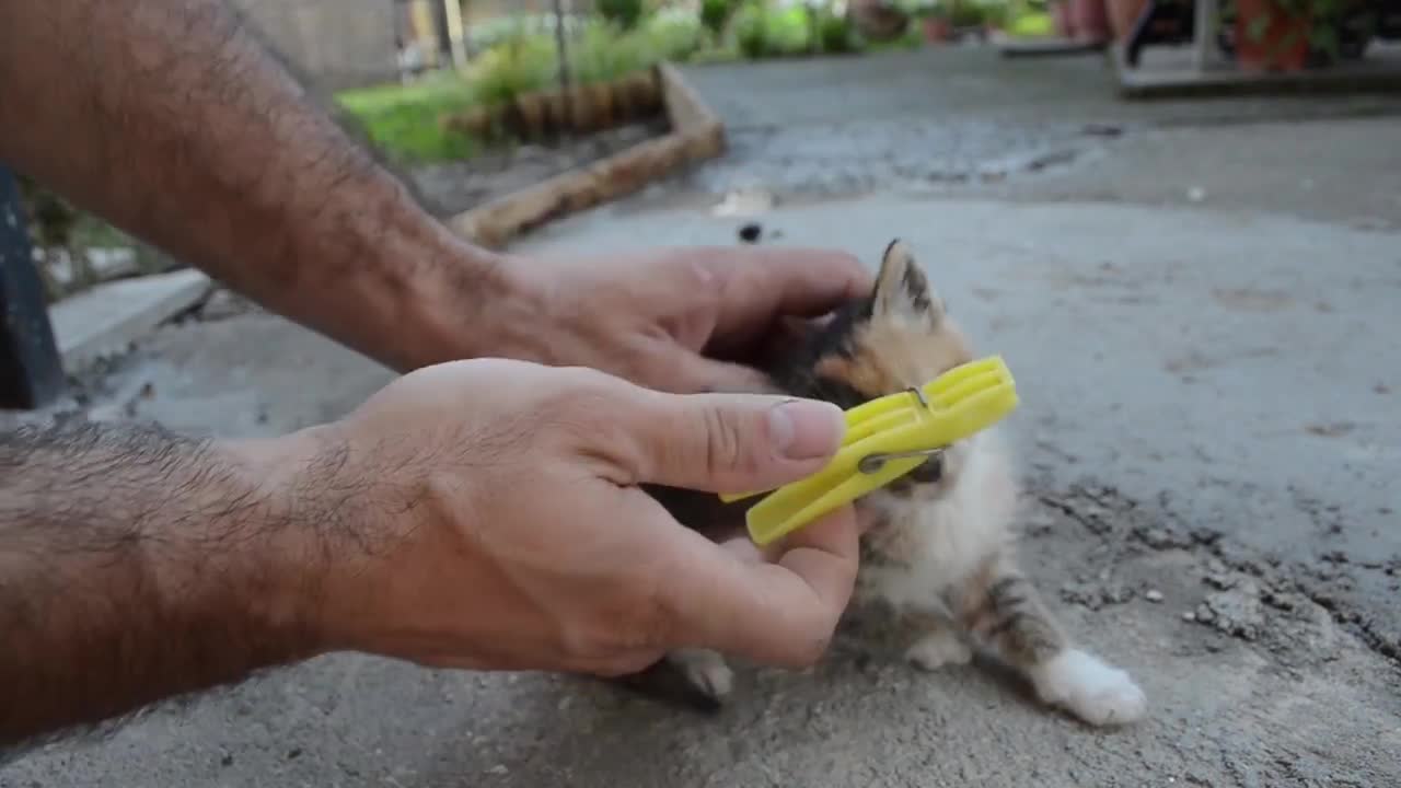 HOW TO CALM A CAT AND MAKE BEHAVED