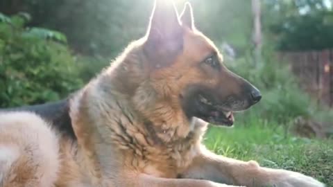 Cool shepherd dog