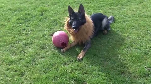 Beautiful Dog Playing with ball in the field must watch