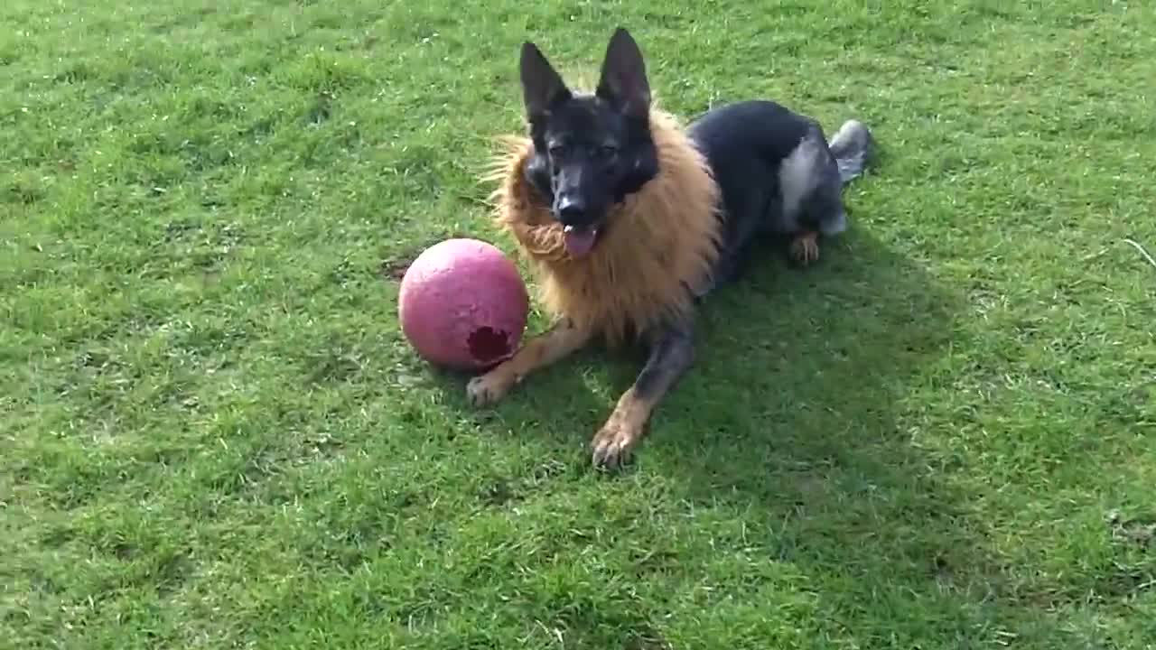 Beautiful Dog Playing with ball in the field must watch