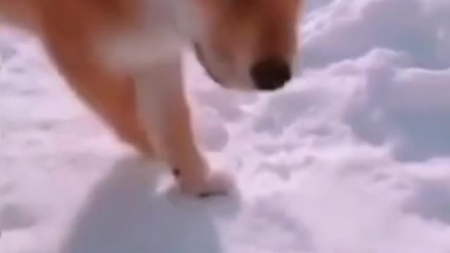 Snow And Cute Shiba Puppy - Funny Dog Moment Videos 2021 - Dog's Life 2021