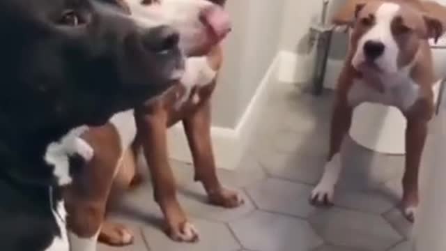 Super cute interesting animals 😍
