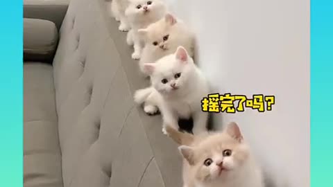 Cute Cat's Funny video