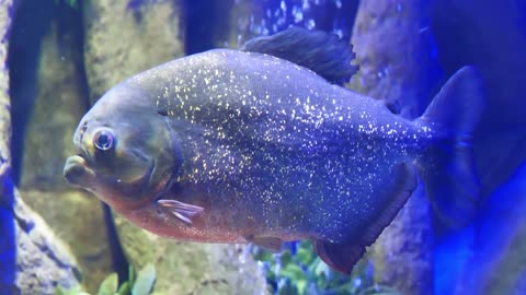 Big piranha fish in aquarium