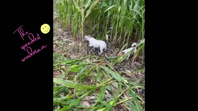 Funny Cute animals Videos Compilation cute moment of the animals - Cutest Animals #09