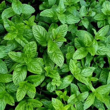 Cold temperatures approaching for plants #vegetablegarden