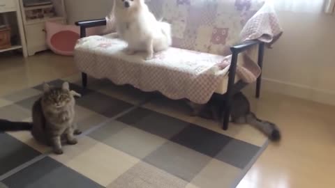 Dog&Cat funny video.