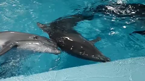 Dolphin says goodbye