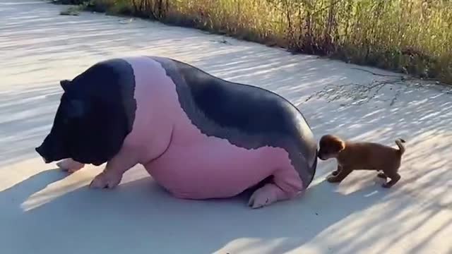 Pet pigs and dogs