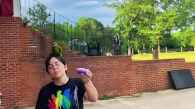 drop#strawhatparrot