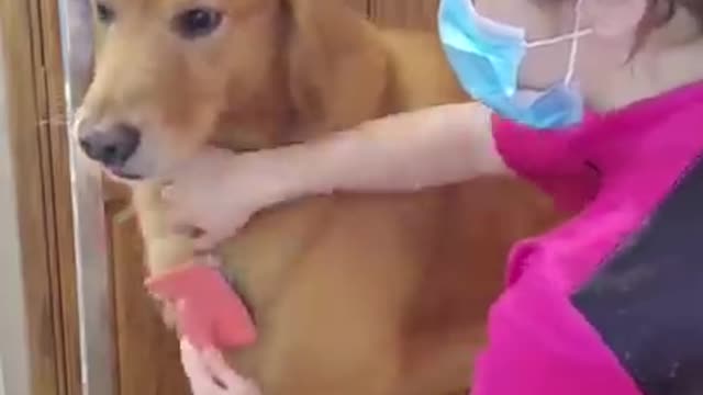 Dogs reaction very funny 😍