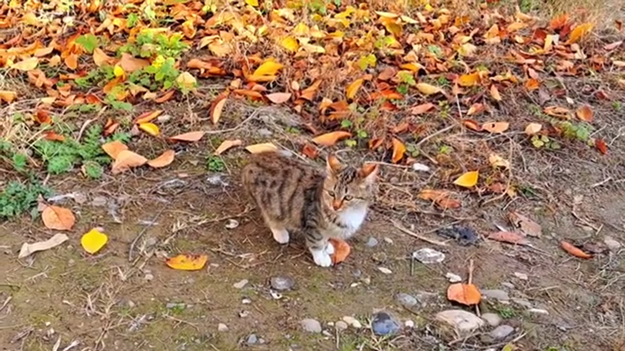 Cute and beautiful kitten and cat are walking in the yard.