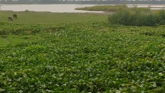 Nature with beauty