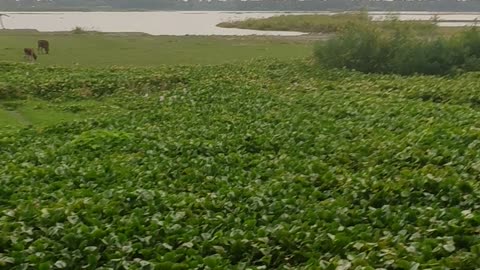 Nature with beauty
