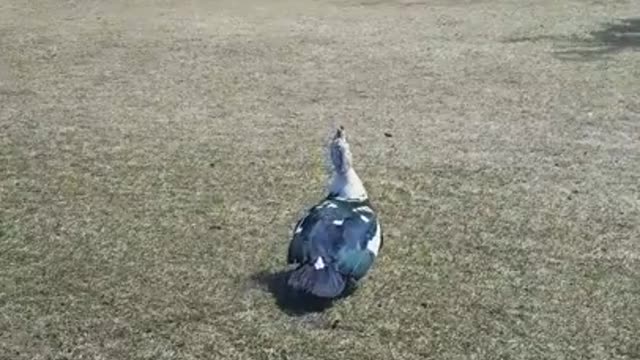 2 Moscovys & A Chick Episode 10 Jake is Cleared For Take Off!!!!