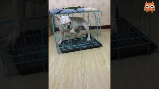 Someone get me out of here! Cute and funny dogs and cats build