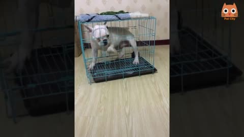 Someone get me out of here! Cute and funny dogs and cats build