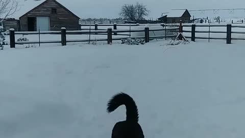Fetch in the snow
