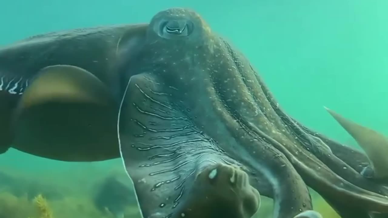 Beautiful underwater life