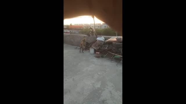 Dog and monkey funny moments