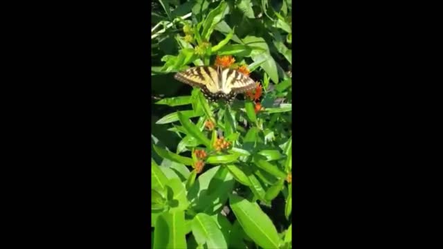 Tiger Swallowtail Came By for A Meal