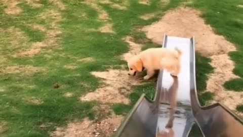 Cutest Golden Puppy And Parrot Duo To Make Your Your Day.