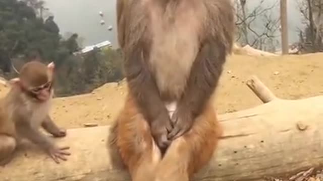 NEW FUNNY ANIMAL VIDEO