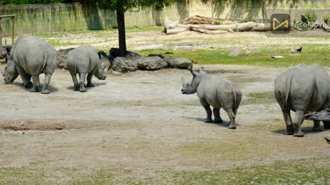 safari. animals in jungle