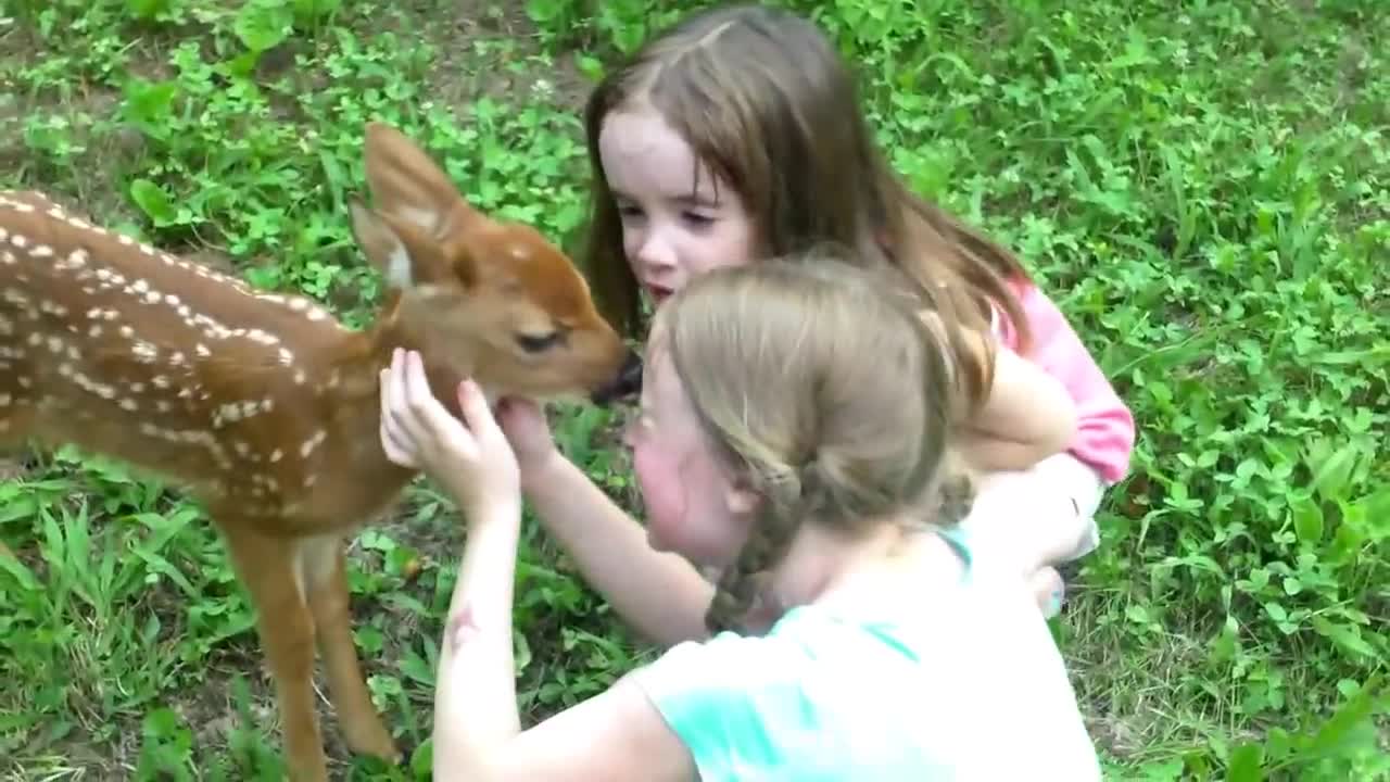 Baby deer meeting humans