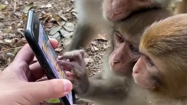 Monkeys are watching videos on mobile and kissing