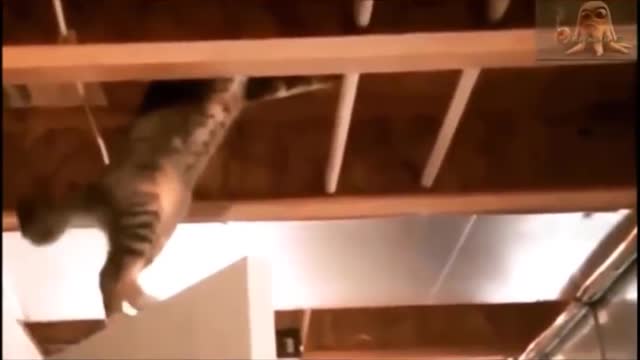 Funniest Cats - Funny Cats Life - Funny Animal Videos Episode 17