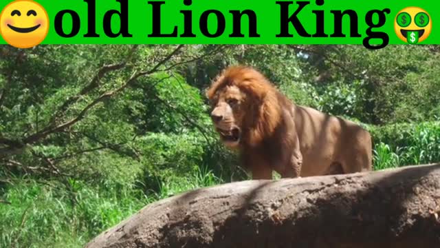 Lion King old Lion amazing video enjoy