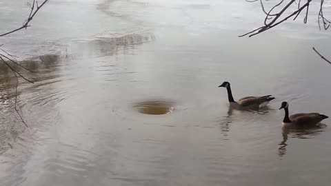 Whirlpool of pound. Duck watch this whirlpool amazing