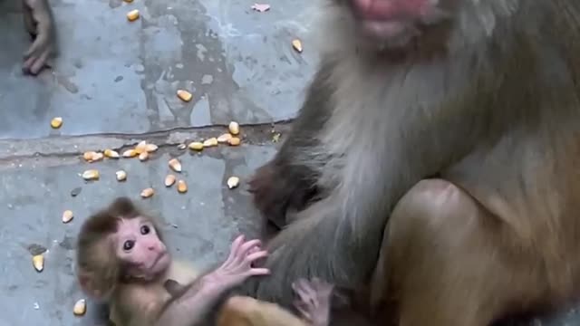 monkey eating corn