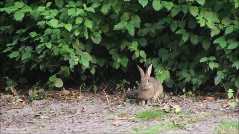 video cute bunny